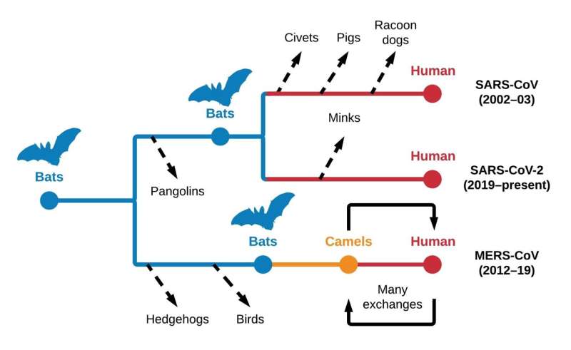 UNC Charlotte researchers analyzed the host origins of SARS-CoV-2 and other coronaviruses